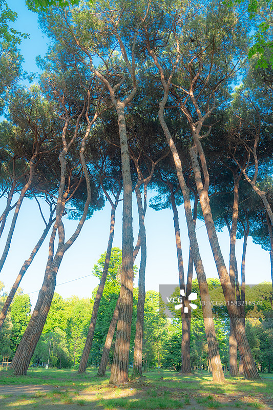 维亚雷焦·Viareggio图片素材