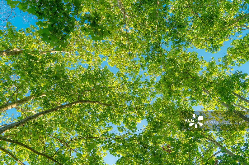 维亚雷焦·Viareggio图片素材