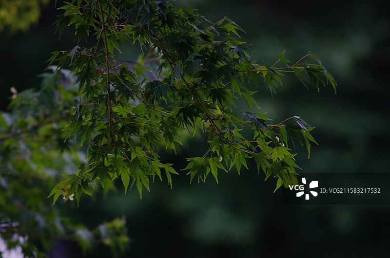 常州青枫公园枫树图片素材