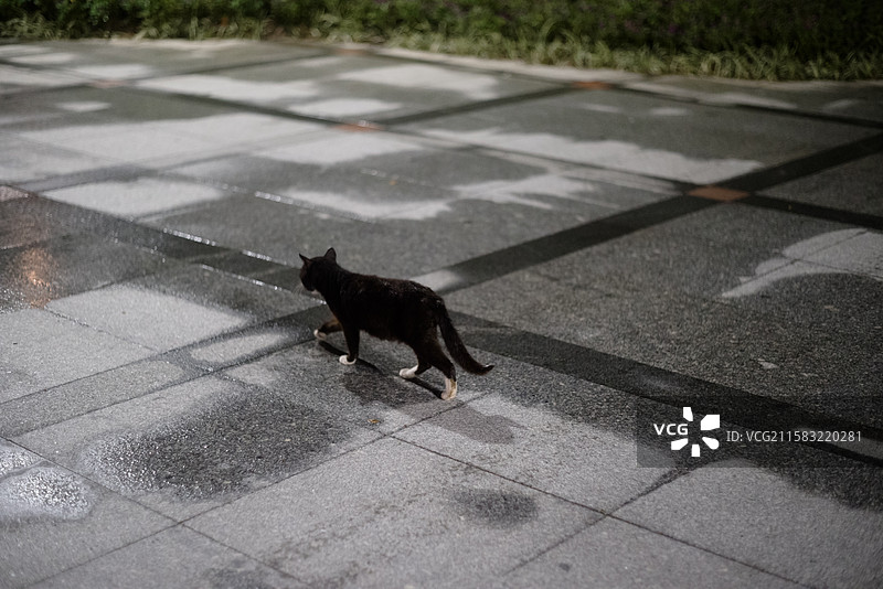 夜猫子图片素材