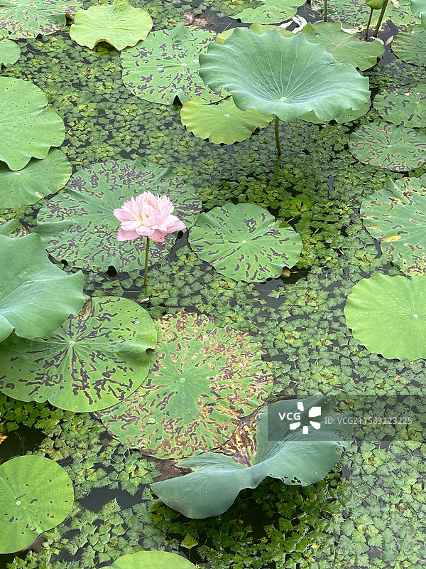 杭州西湖湘湖独支莲花与荷叶水池夏至图片素材