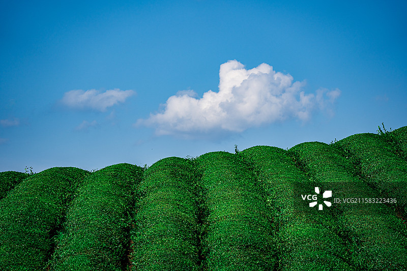 蓝天白云下的绿色茶园图片素材