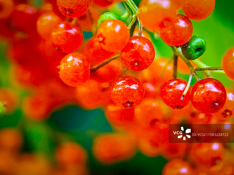 接骨木图片素材