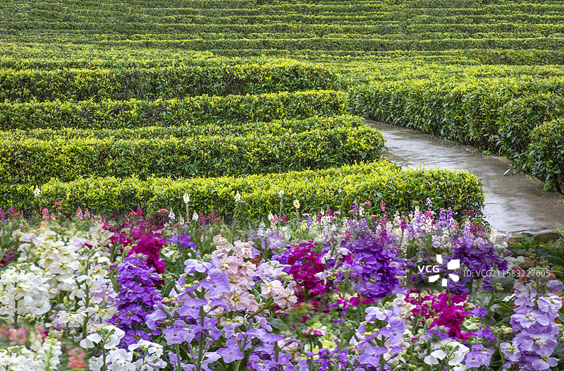 广东省梅州市5A景区“雁南飞茶田”风光图片素材