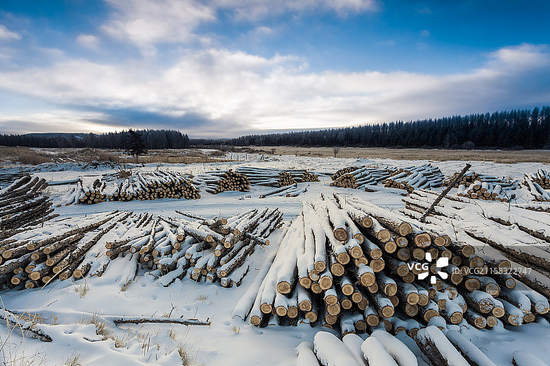 雪后林场图片素材