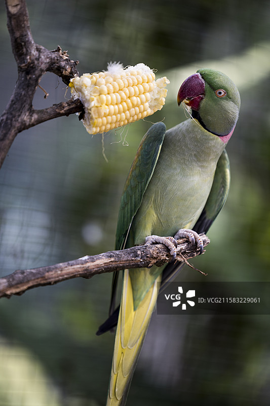 亚历山大鹦鹉图片素材