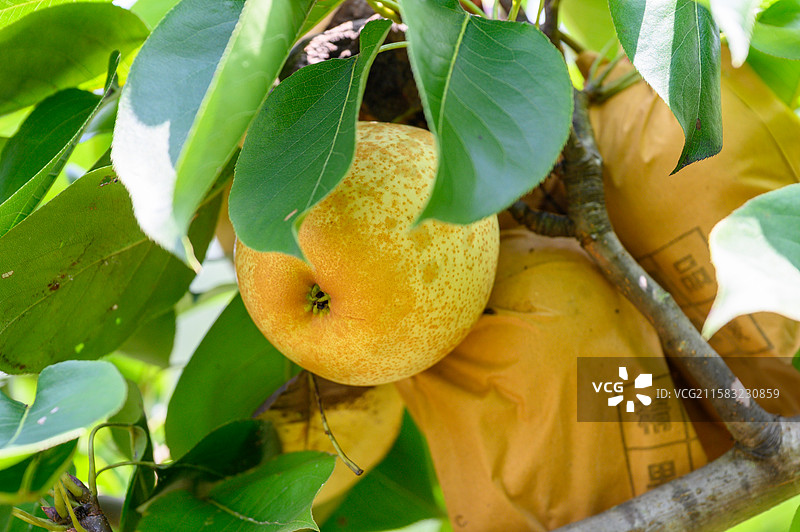 树上新鲜的广西桂林平乐县的桂花梨水果图片素材