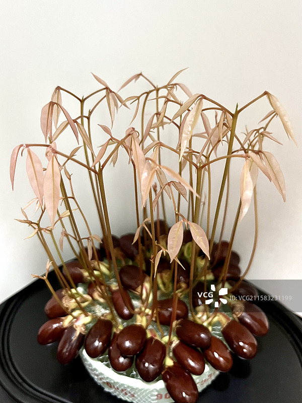 荔枝 水培 粉色小森林雏形图片素材