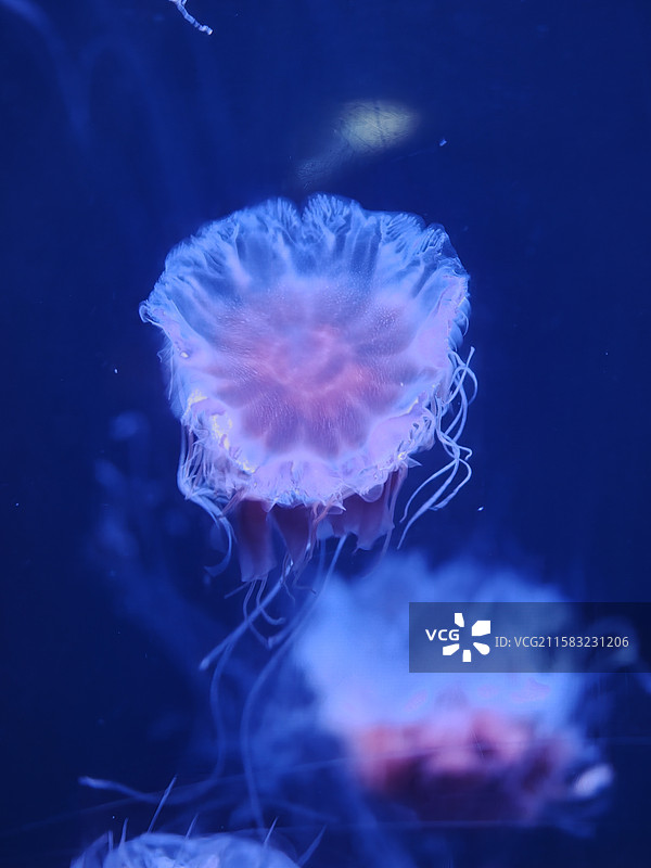 一物一世界图片素材