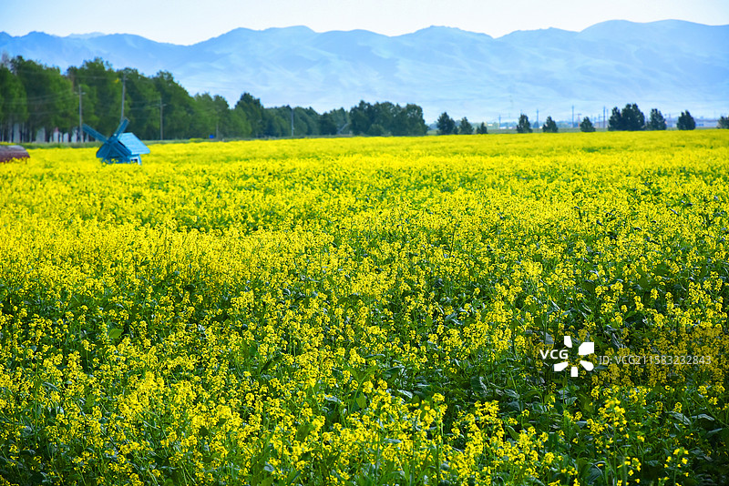 油菜花田与远山景观图片素材