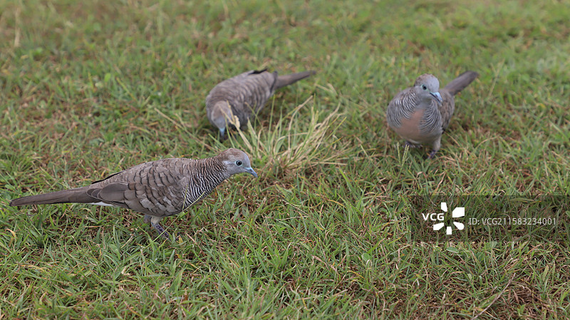 塞舌尔马埃岛斑姬地鸠图片素材