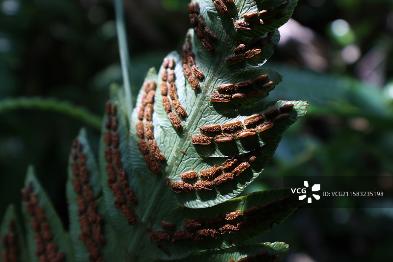 蕨类植物拳卷，孢子囊，羽状叶，对称图片素材