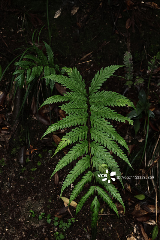 蕨类植物拳卷，孢子囊，羽状叶，对称图片素材