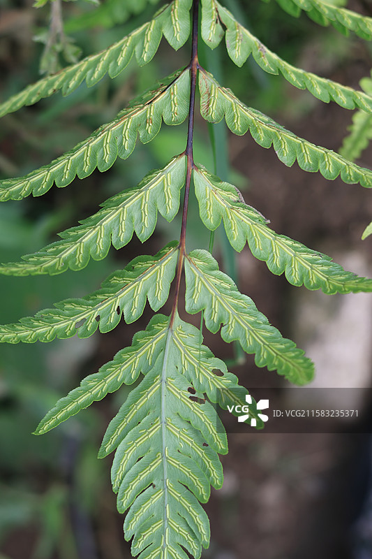 蕨类植物拳卷，孢子囊，羽状叶，对称图片素材