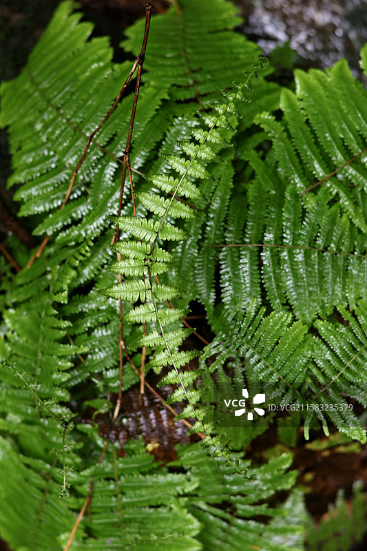 蕨类植物拳卷，孢子囊，羽状叶，对称图片素材