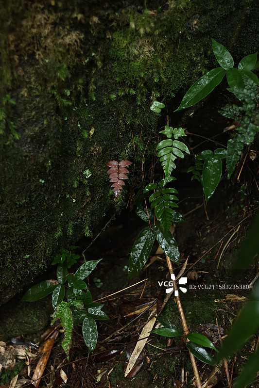 蕨类植物拳卷，孢子囊，羽状叶，对称图片素材