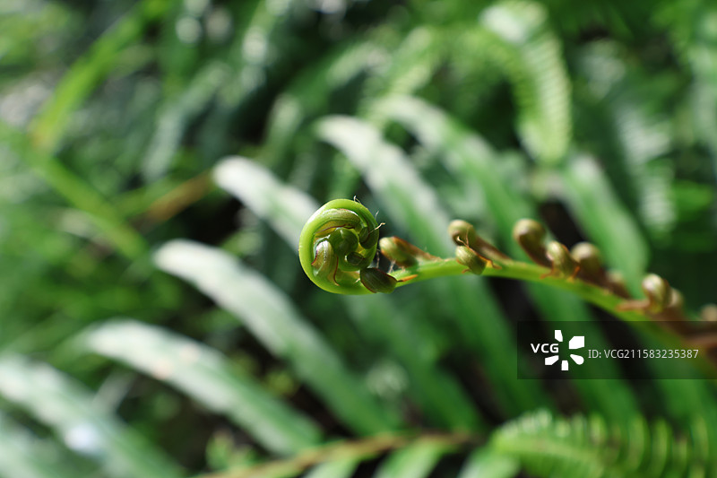 蕨类植物拳卷，孢子囊，羽状叶，对称图片素材