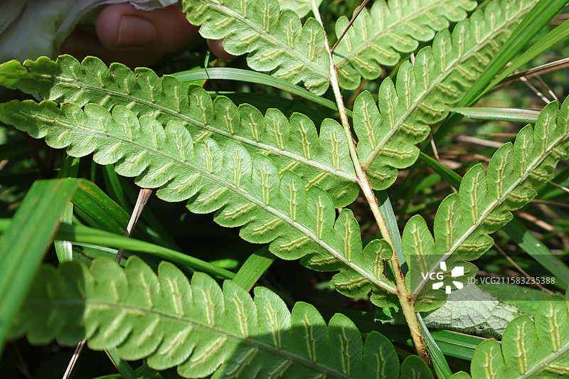 蕨类植物拳卷，孢子囊，羽状叶，对称图片素材