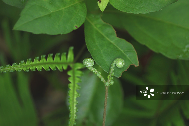 蕨类植物拳卷，孢子囊，羽状叶，对称图片素材