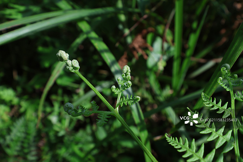 蕨类植物拳卷，孢子囊，羽状叶，对称图片素材