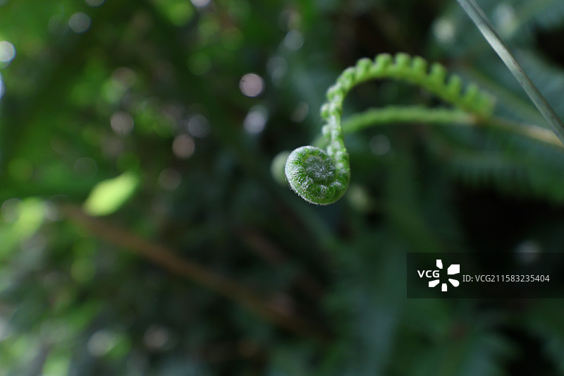 蕨类植物拳卷，孢子囊，羽状叶，对称图片素材