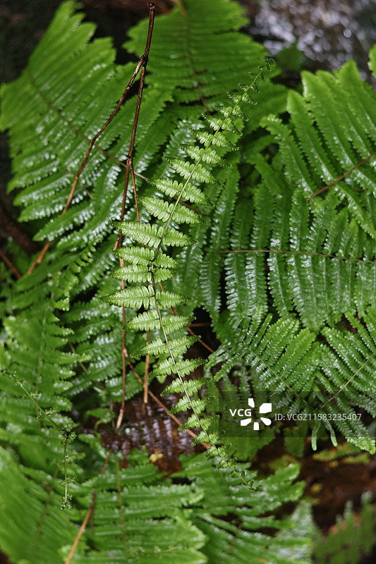 蕨类植物拳卷，孢子囊，羽状叶，对称图片素材