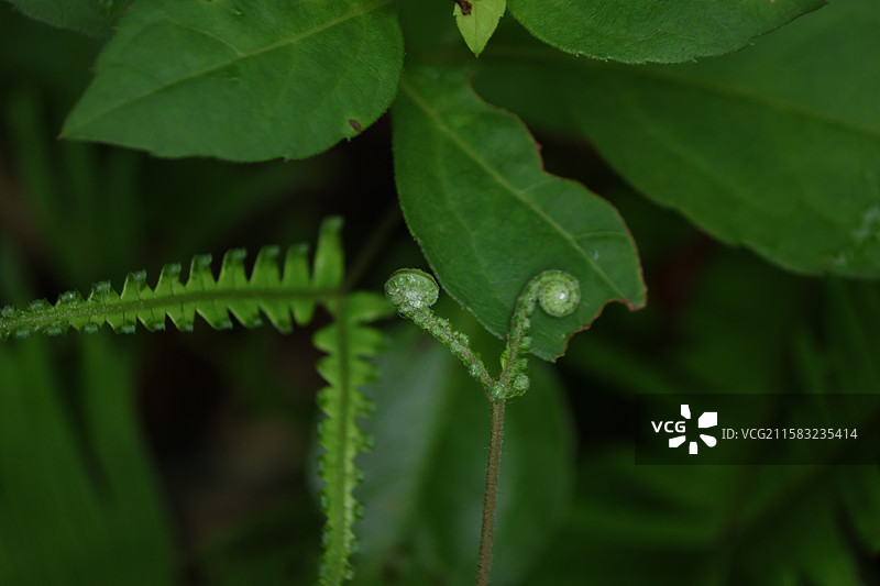 蕨类植物拳卷，孢子囊，羽状叶，对称图片素材