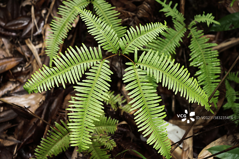 蕨类植物拳卷，孢子囊，羽状叶，对称图片素材
