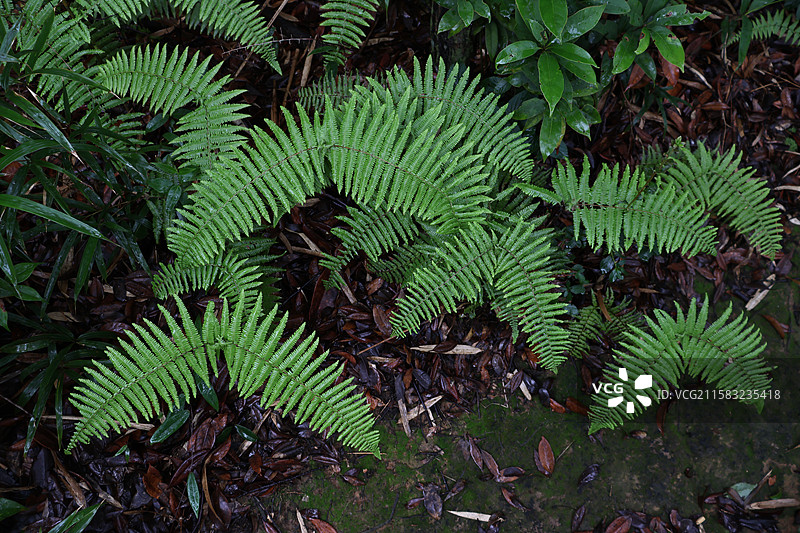 蕨类植物拳卷，孢子囊，羽状叶，对称图片素材