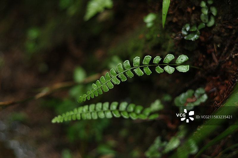 蕨类植物拳卷，孢子囊，羽状叶，对称图片素材