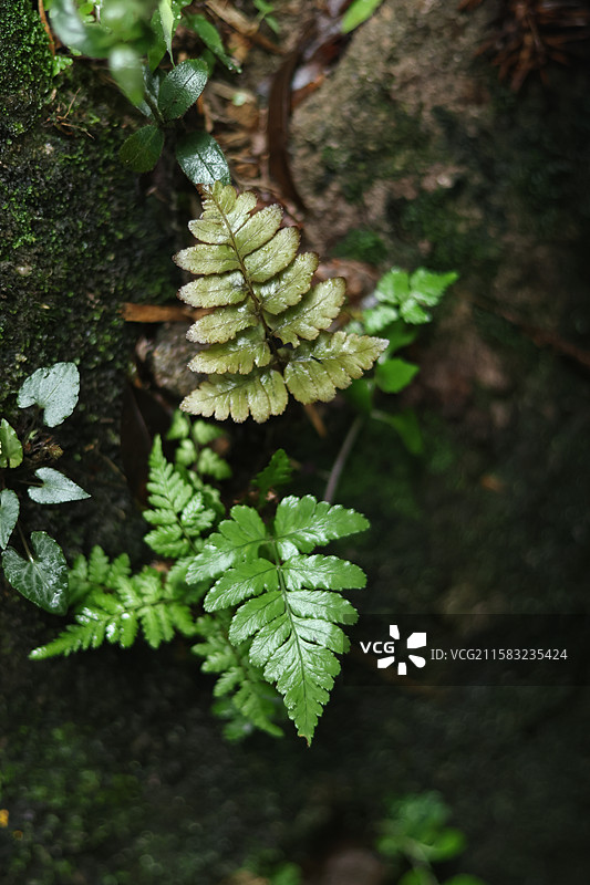 蕨类植物拳卷，孢子囊，羽状叶，对称图片素材
