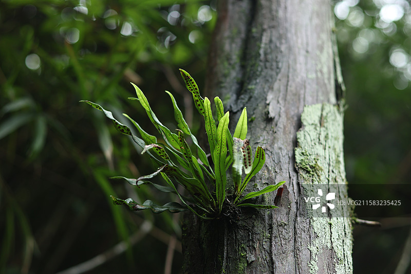 蕨类植物拳卷，孢子囊，羽状叶，对称图片素材