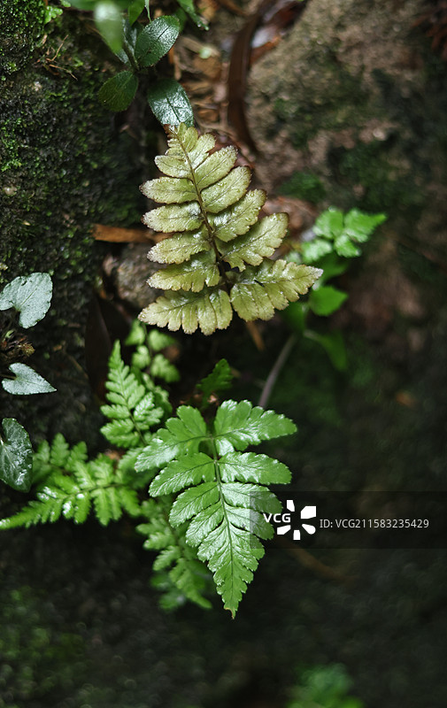 蕨类植物拳卷，孢子囊，羽状叶，对称图片素材