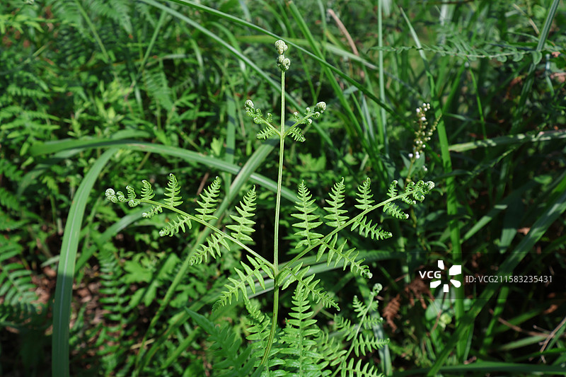 蕨类植物拳卷，孢子囊，羽状叶，对称图片素材