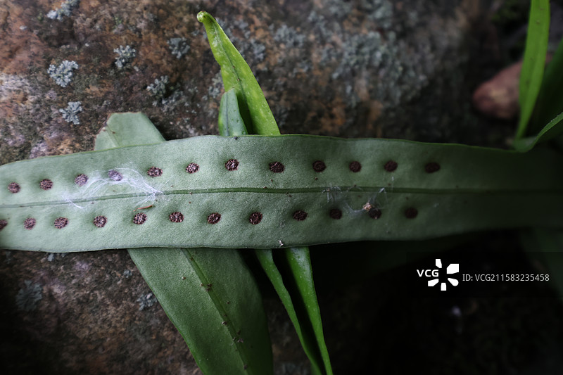 蕨类植物拳卷，孢子囊，羽状叶，对称图片素材
