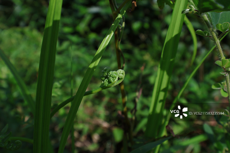 蕨类植物拳卷，孢子囊，羽状叶，对称图片素材