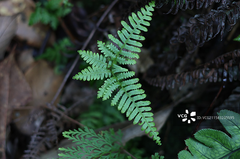 蕨类植物拳卷，孢子囊，羽状叶，对称图片素材