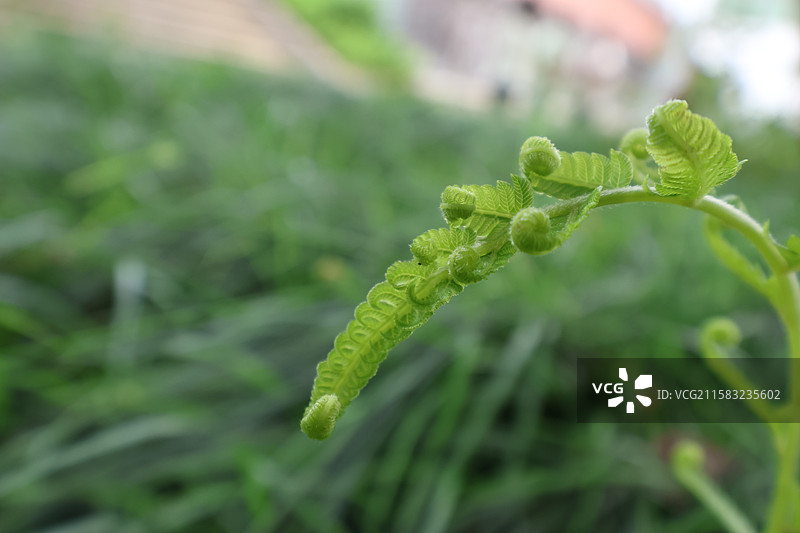 蕨类植物拳卷，孢子囊，羽状叶，对称图片素材