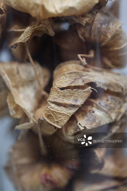 锦灯笼1000种中药北京中医药大学博物馆中国传统中草药中药加工中药材图片素材