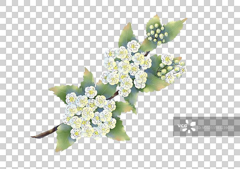 黑色背景下白色开花植物的特写镜头图片素材