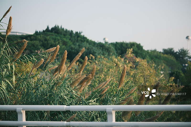 郊野景致：草丛与远山的户外呈现图片素材
