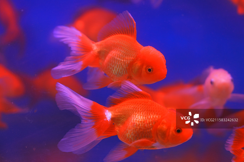 金鱼与海洋图片素材