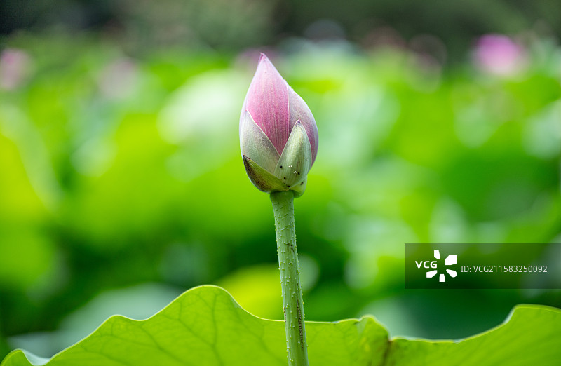 含苞待放图片素材