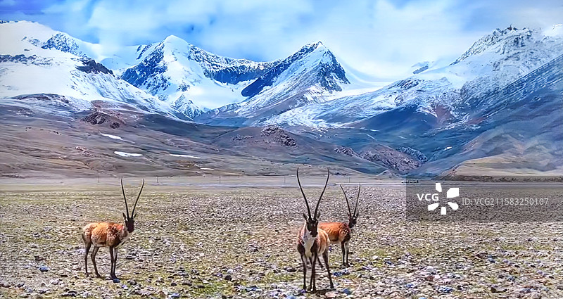 西藏的后花园—阿里图片素材
