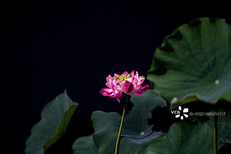 黑色背景下粉红色荷花的特写镜头图片素材