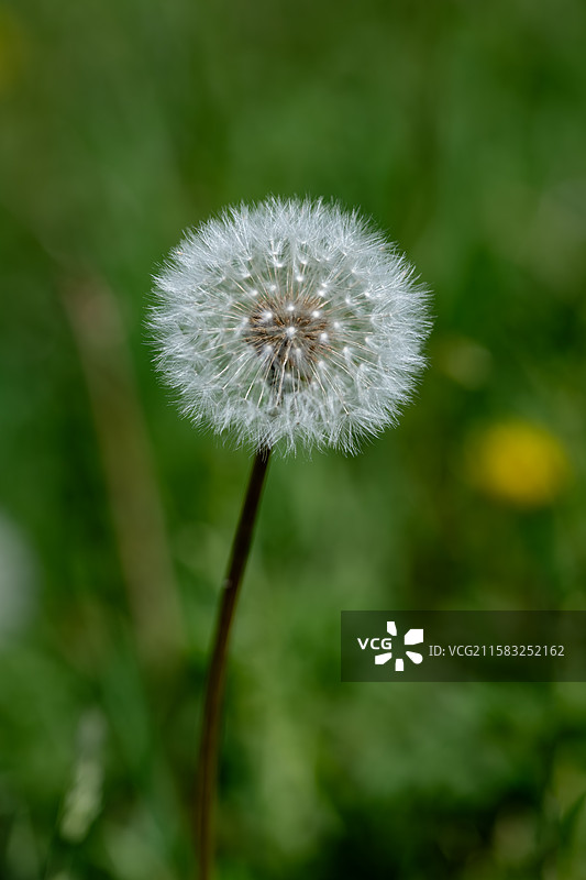 四川九寨沟后花园——中查沟图片素材