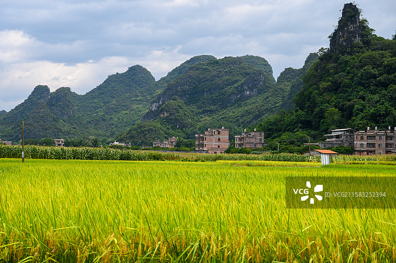 广西桂林群山环抱下的山村周边的一片金色稻田图片素材