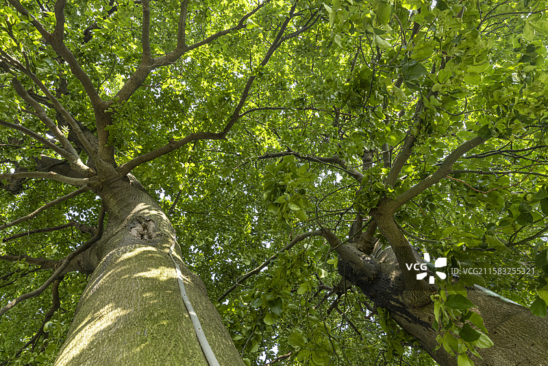 成都百年红豆树古树保护生长图片素材
