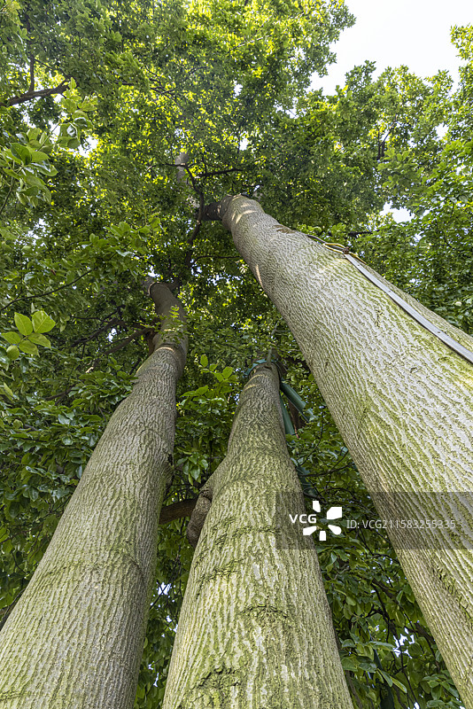 成都百年红豆树古树保护生长图片素材