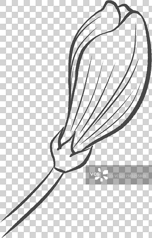 九里香花苞黑色线稿图片素材